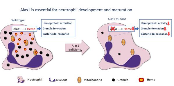 Studies from Division of Cell, Developmental and Integrative Biology