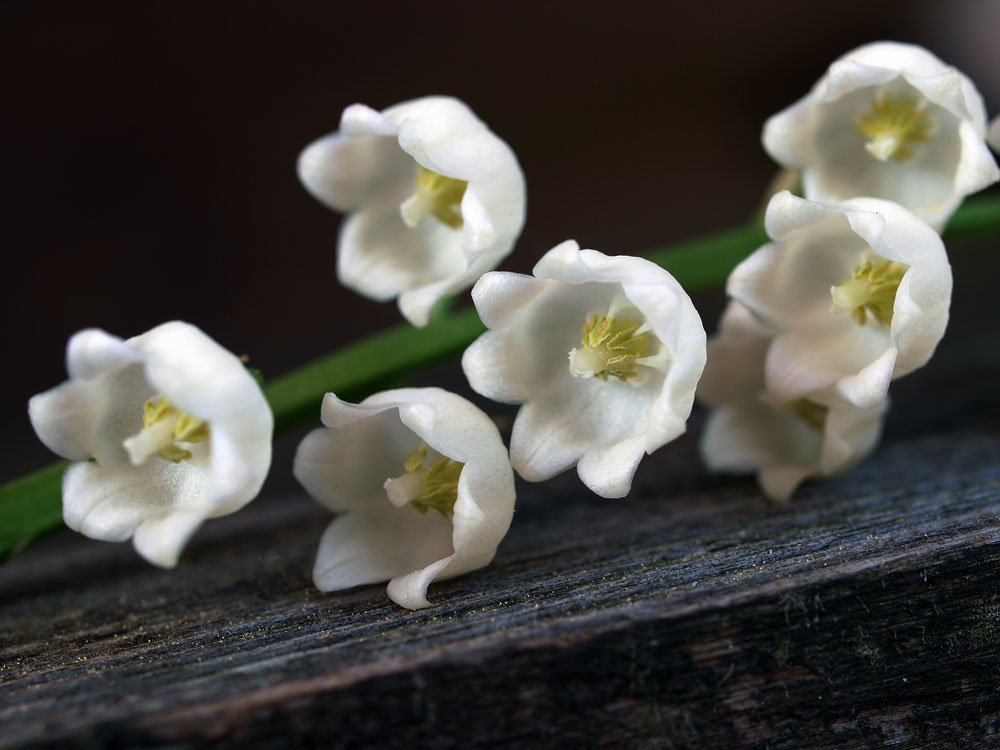 Drop Dead 8 of the World's Most Poisonous Flowers The