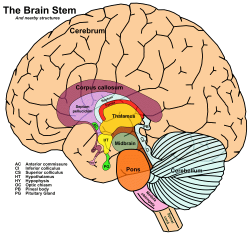 Central auditory pathway — Brain & language