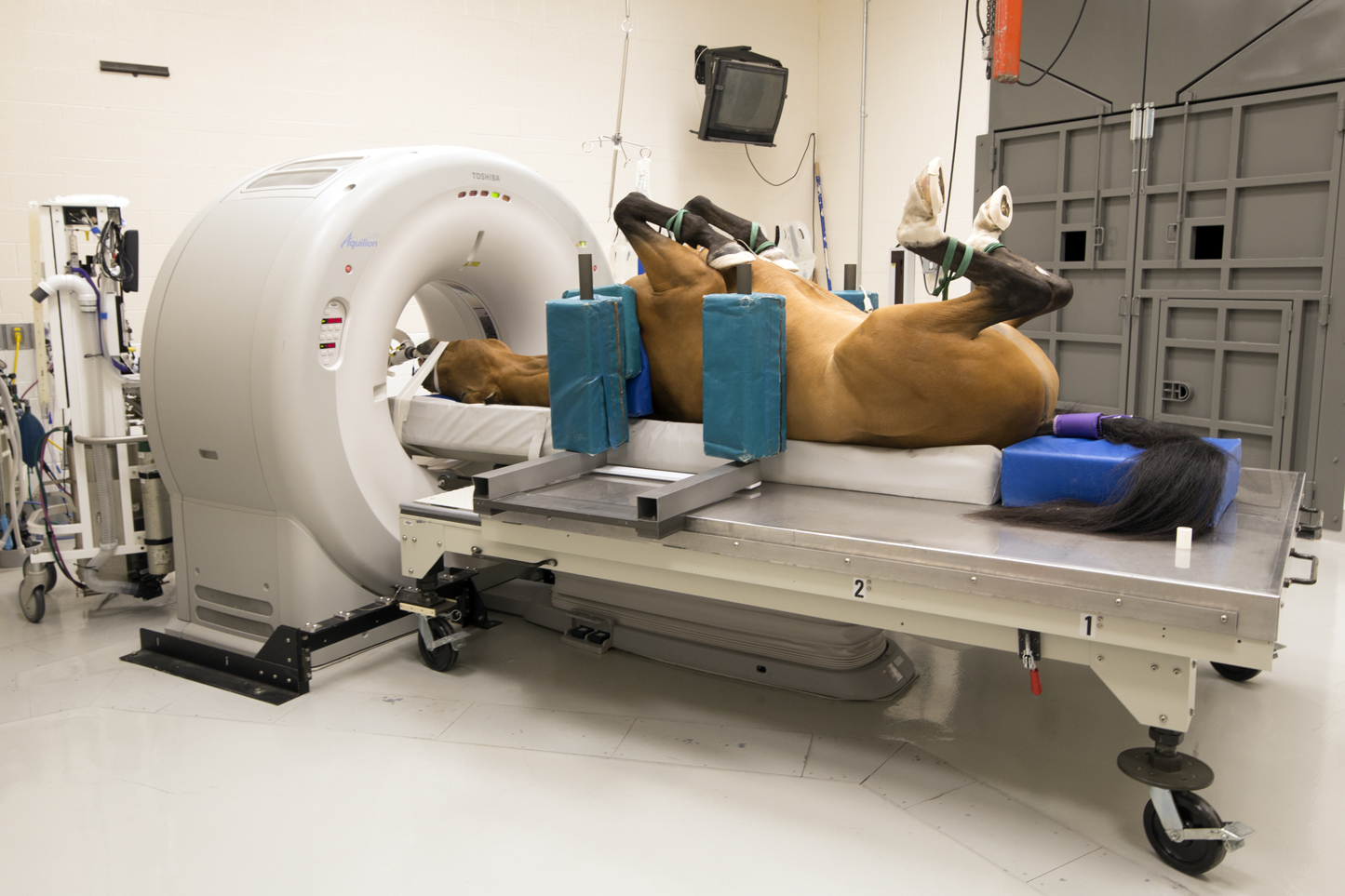 Imaging Cornell University College of Veterinary Medicine
