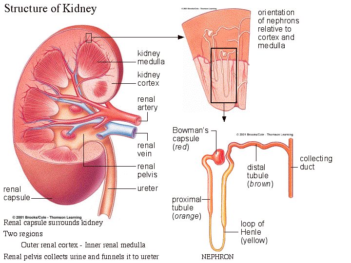 Urinary System