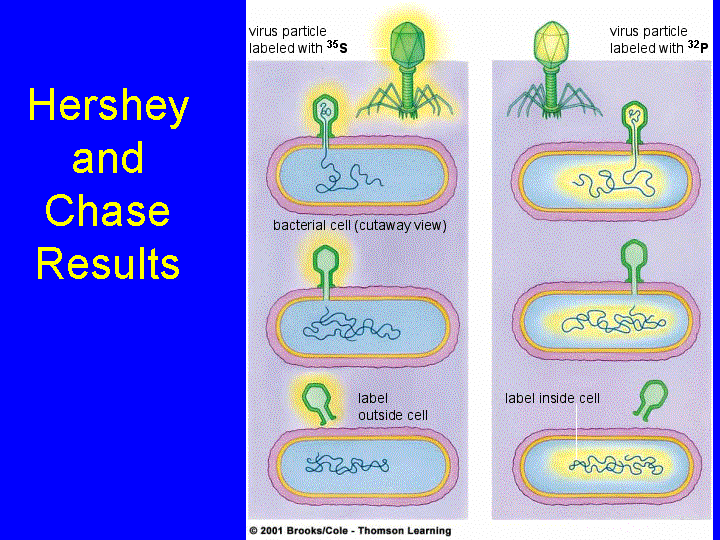 Introduction to DNA Structure and Function