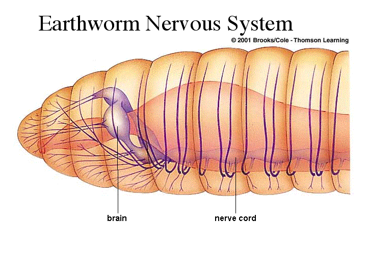 Annelids