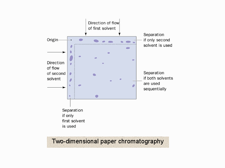 Twodimensional paper chromatography