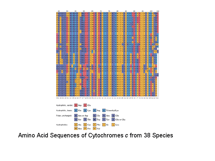 Amino Acid Sequences of Cytochromes c from 38 Species