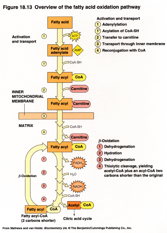 Fatty Acid Oxidation