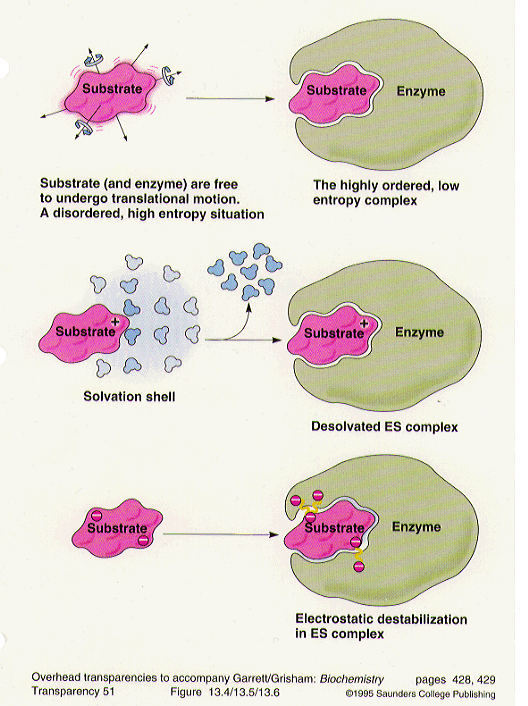 EnzymeSubstrate Recognition