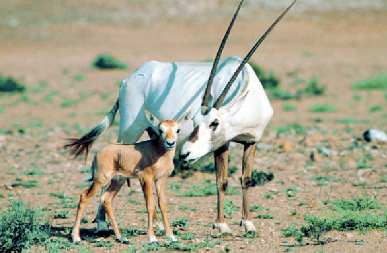 صور المها العربي
