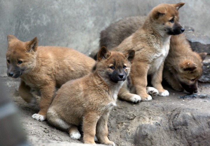 These 9 Adorable Animals Should Actually Terrify You Zoo