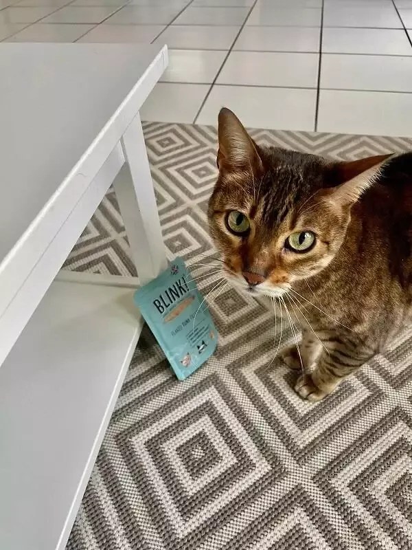 Blink Review Subscription Cat Food Through Your Letterbox Petz