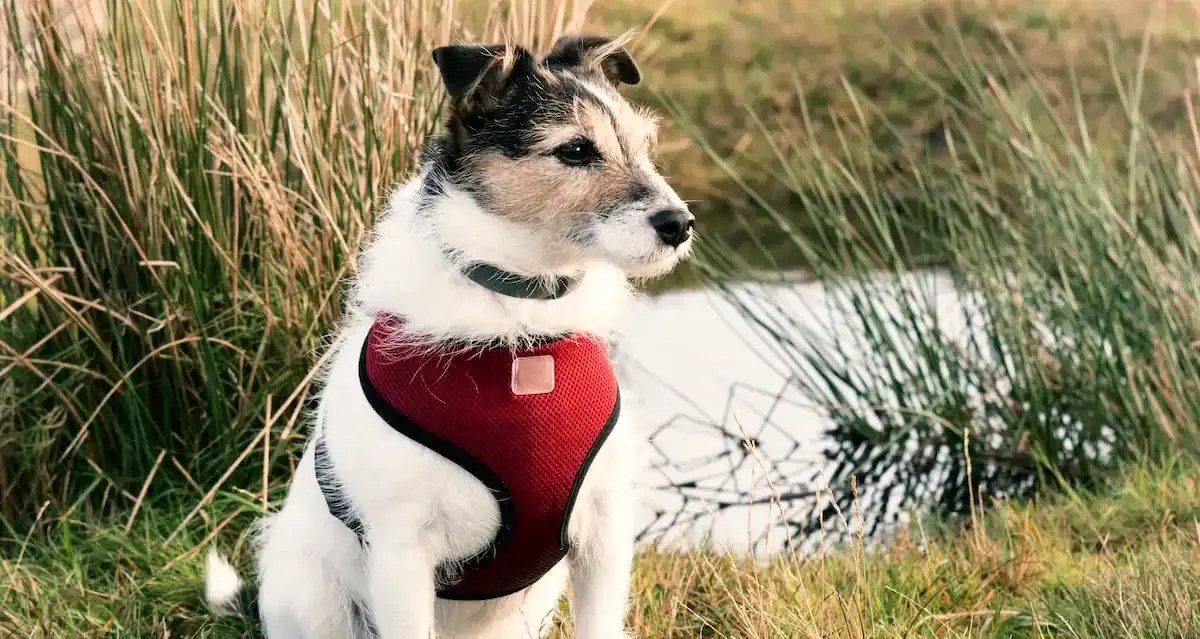 Best Dog Car Harnesses Reviewed for 2023 Petz