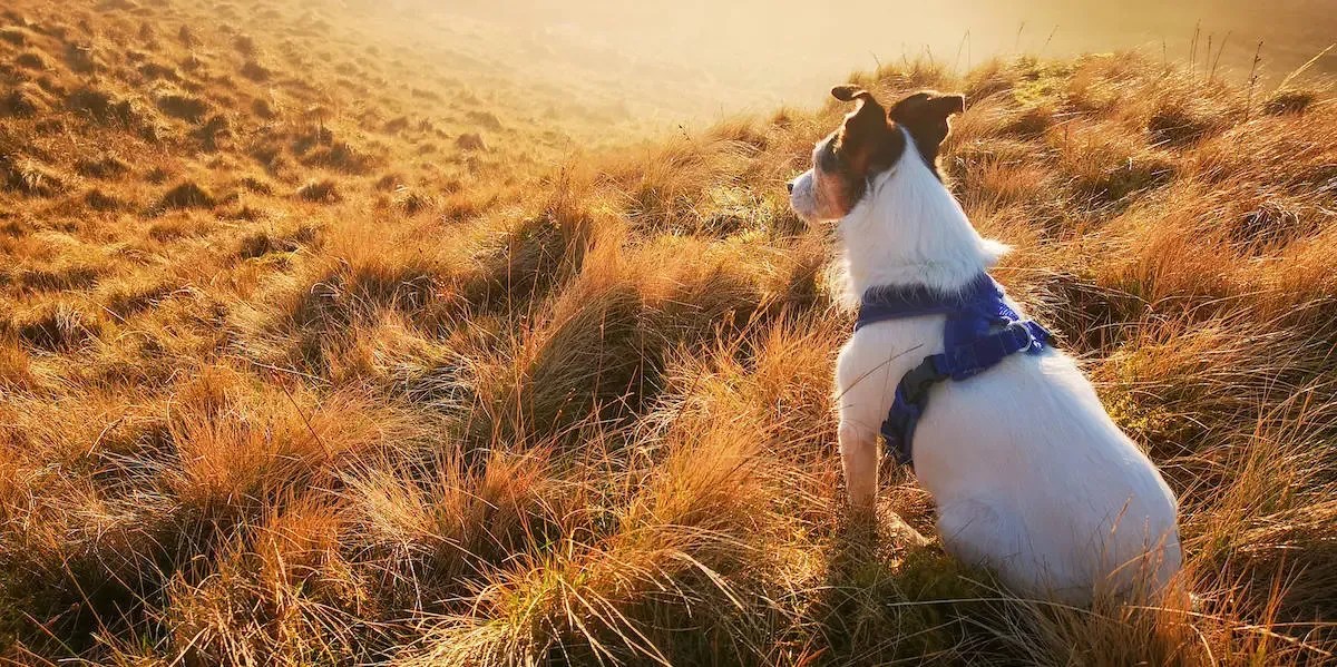 Best DogFriendly Hotels In Wales Reviewed for 2023 Petz