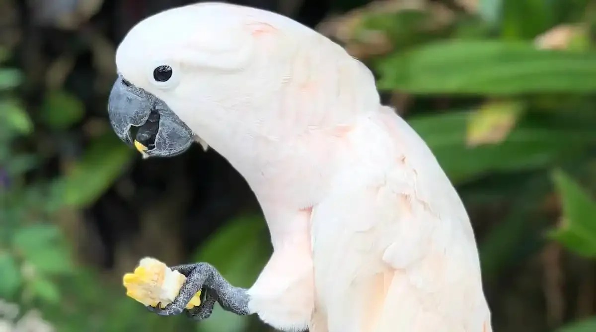 Best Parrot Foods Reviewed for 2023 Petz