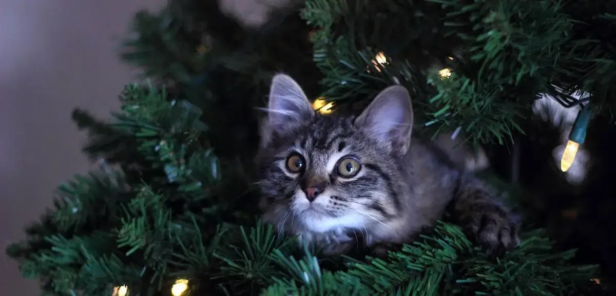 How to CatProof Your Christmas Tree Petz