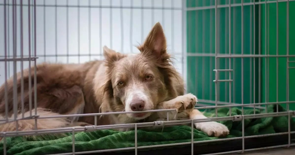 Kennel Cough In Dogs Symptoms & Treatment Petz