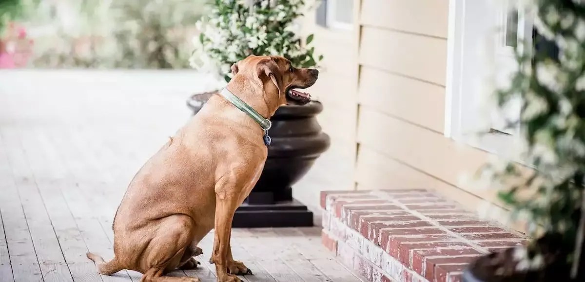 Jasmines Law The Fight To End 'No Pets' Clauses Petz