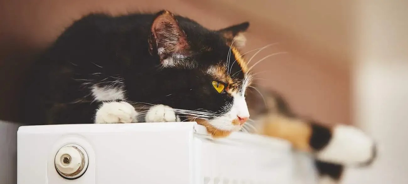 Best Cat Radiator Beds Reviewed for 2023 Petz