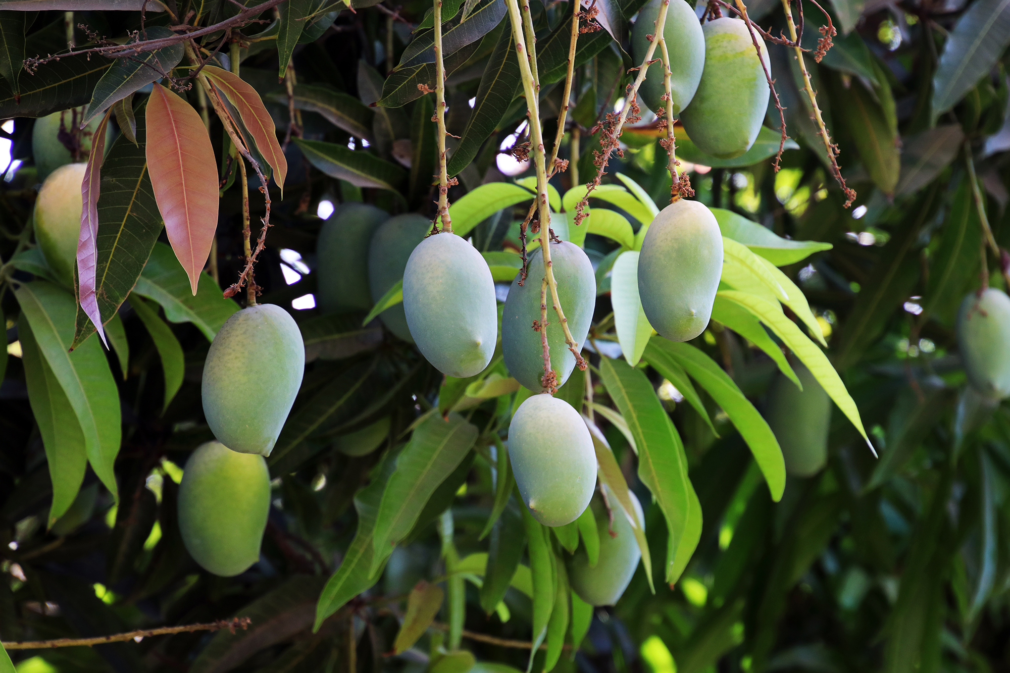 Buy Indian Mangoes Online Queen Kesar Mango Gift Mango USASavanifarms