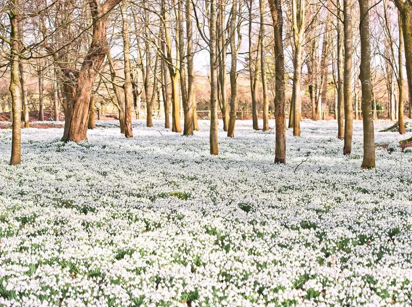 Snowdrops at Welford Park Welford Park