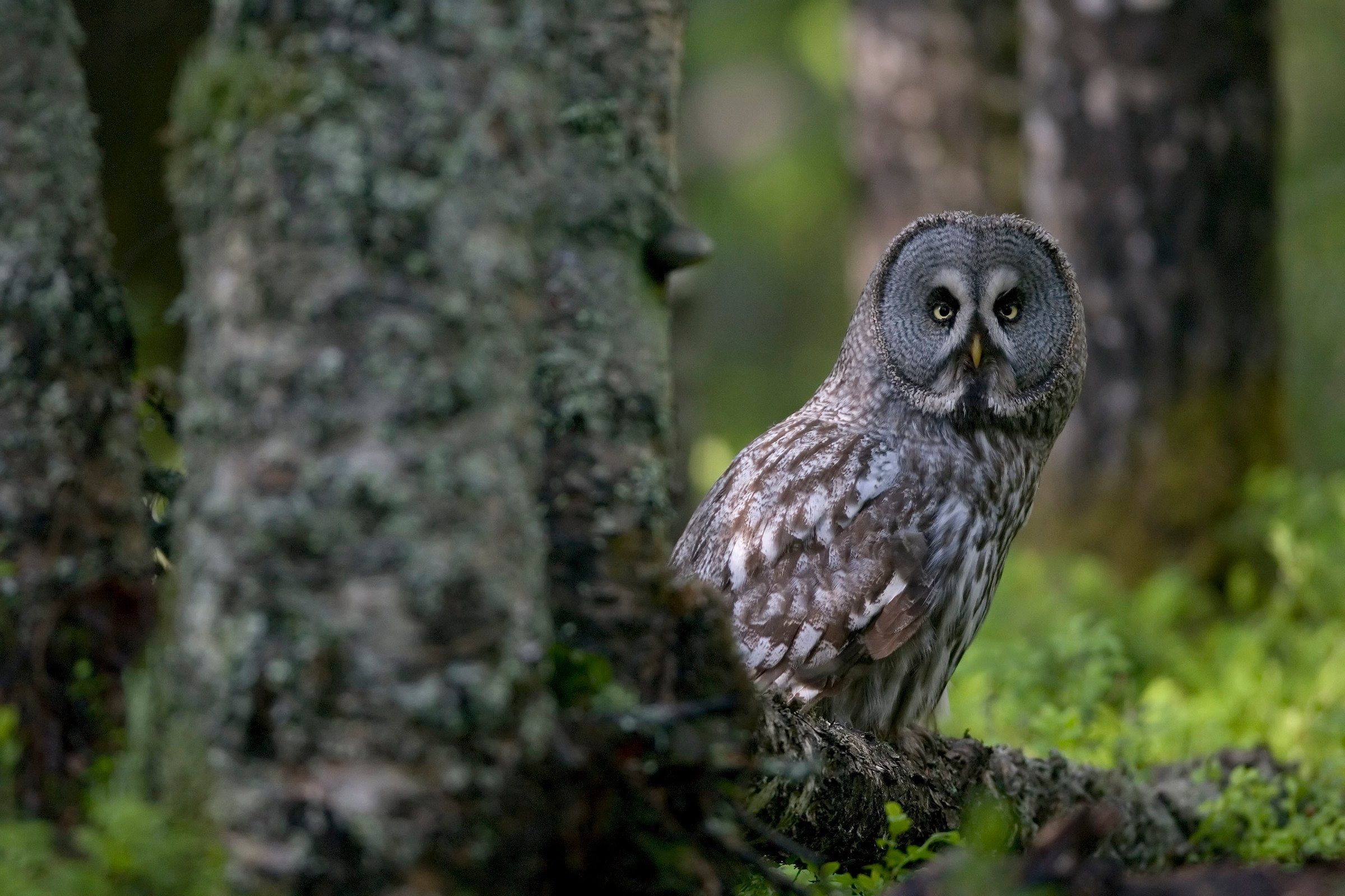 Utrotningshotade djur i Sverige Världsnaturfonden WWF