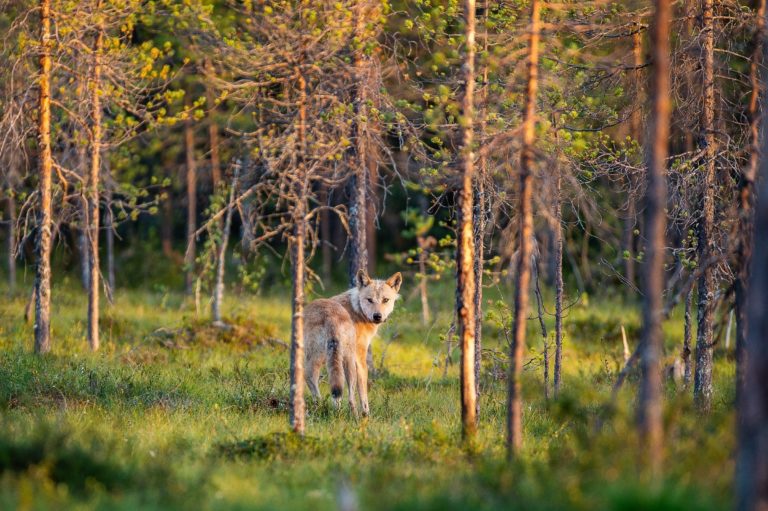 Varg Världsnaturfonden WWF
