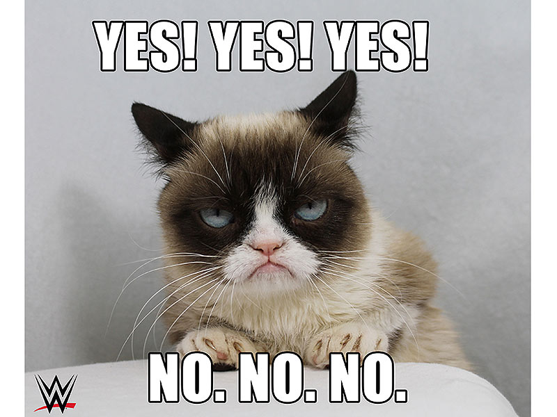 grumpy-cat