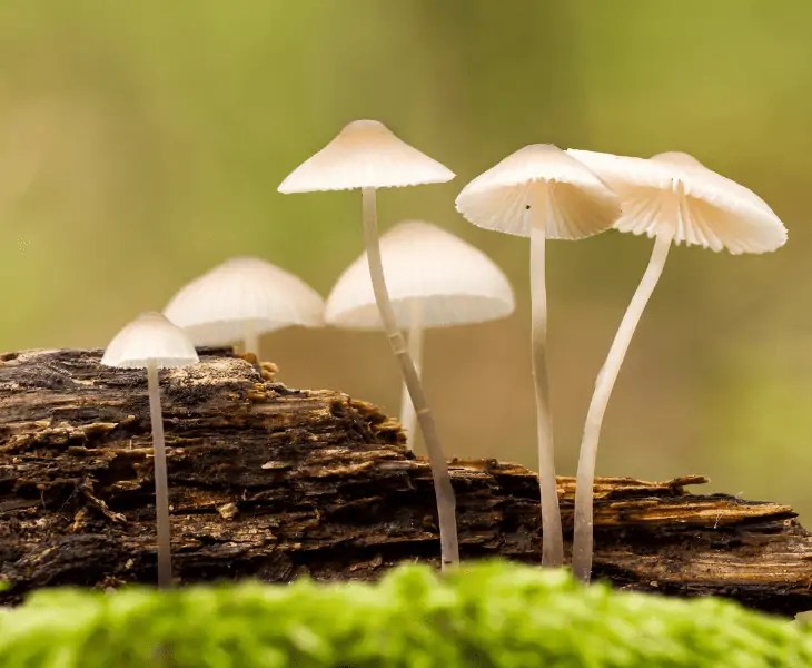 How Do Interact With Their Ecosystem? (FACTS)