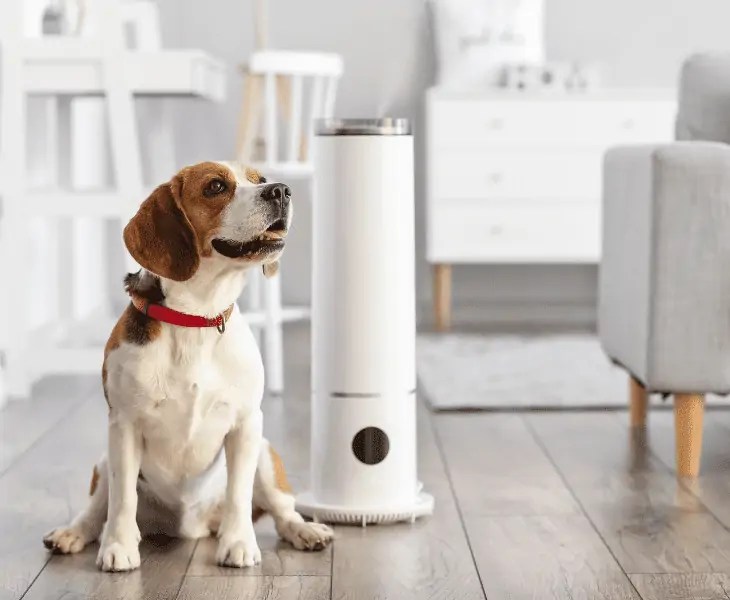 Humidifier Not Increasing Humidity? (Best Ways To Fix!)