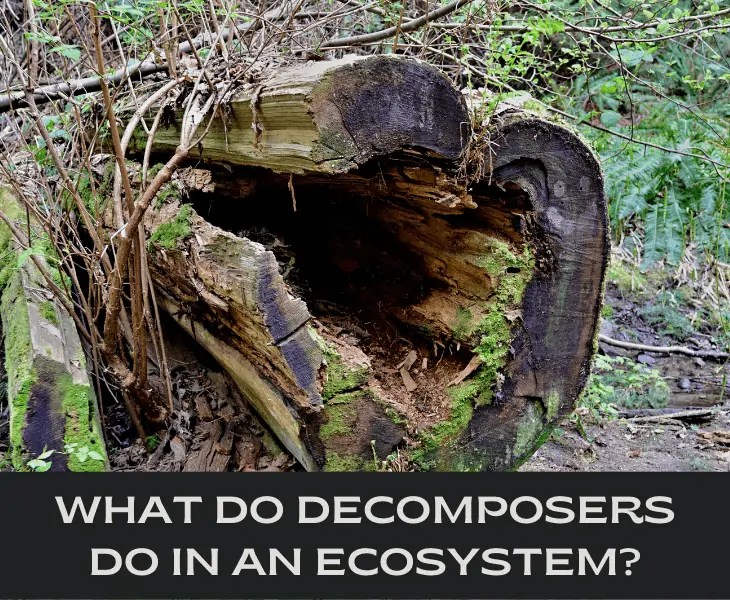 How Do Interact With Their Ecosystem? (FACTS)