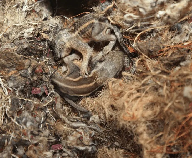 How Far Can a Squirrel Fall without Dying? Let's Find Out!