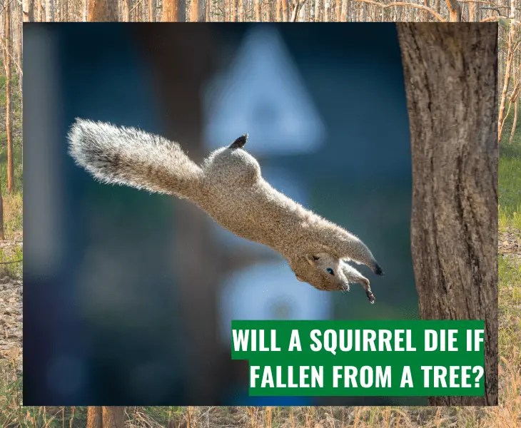 How Far Can a Squirrel Fall without Dying? Let's Find Out!