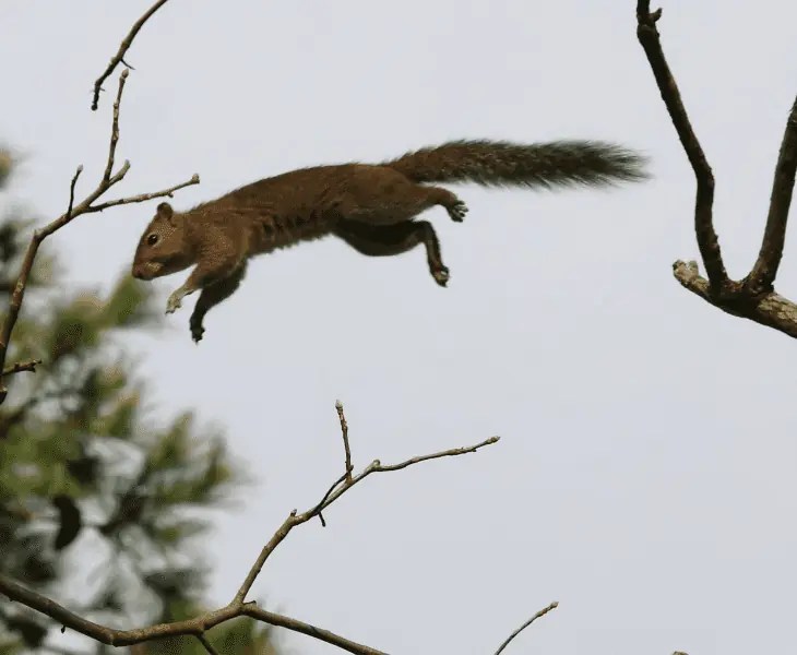 How Far Can a Squirrel Fall without Dying? Let's Find Out!
