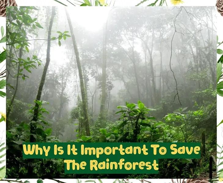 Why Is It Important To Save The Rainforest? (Top Facts!)