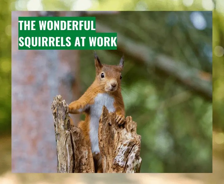 How Far Can a Squirrel Fall without Dying? Let's Find Out!