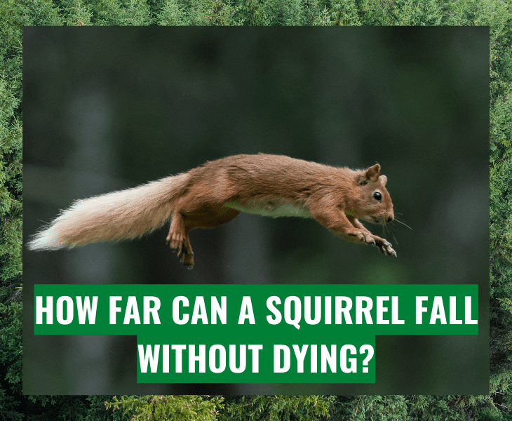 How Far Can a Squirrel Fall without Dying? Let's Find Out!