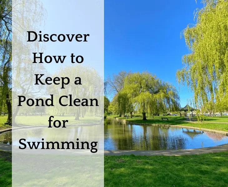 How to Keep a Pond Clean for Swimming? (Best Ways)