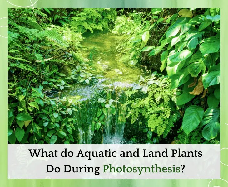 What Do Autotrophs Do During Photosynthesis? (Know Here)