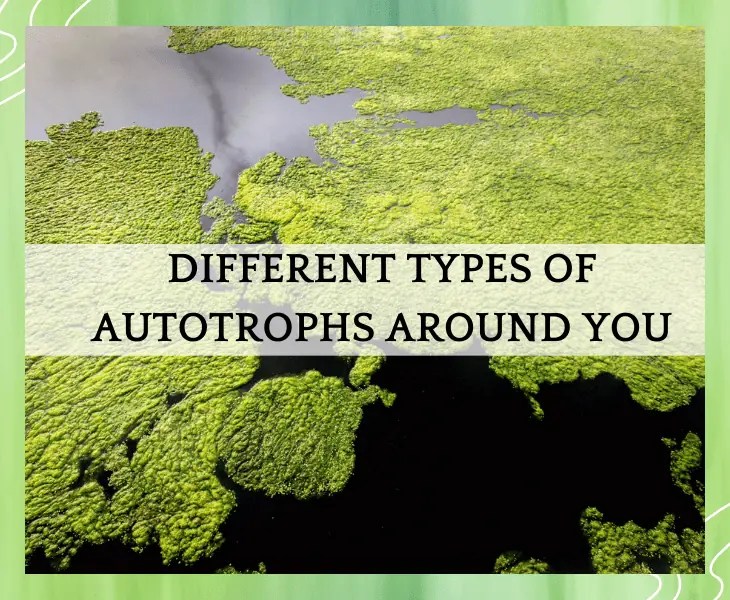 What Do Autotrophs Do During Photosynthesis? (Know Here)