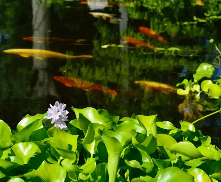 How to Keep a Pond Clean for Swimming? (Best Ways)
