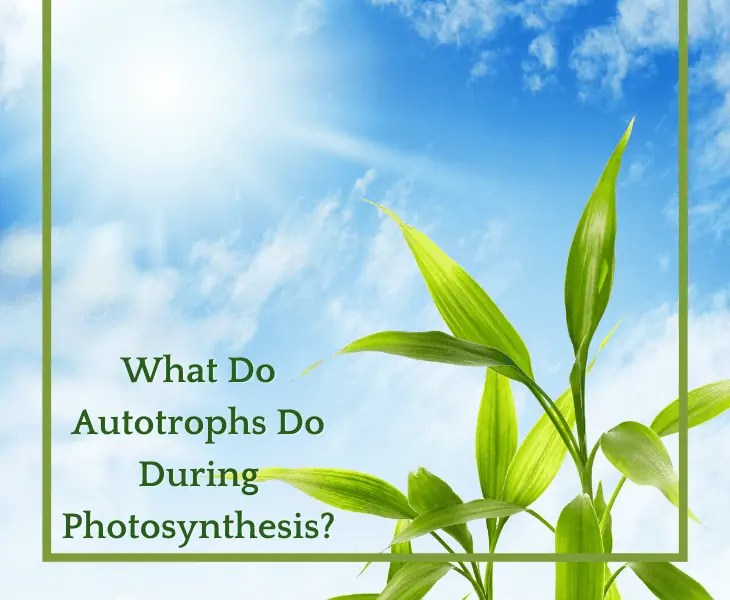 What Do Autotrophs Do During Photosynthesis? (Know Here)