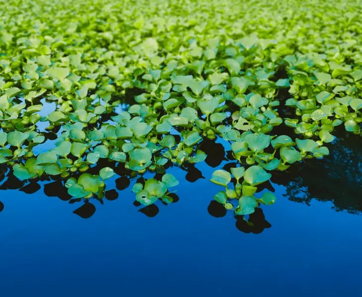 How to Keep a Pond Clean for Swimming? (Best Ways)