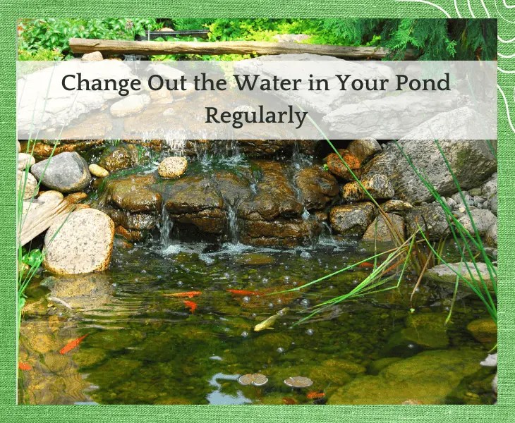 How to Keep a Pond Clean for Swimming? (Best Ways)