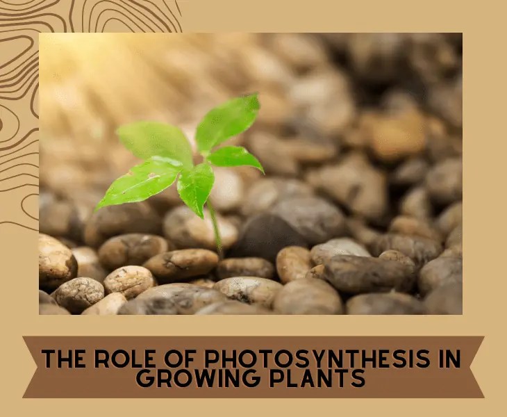 Can Plants Photosynthesize with LED Light or Not? (Facts)