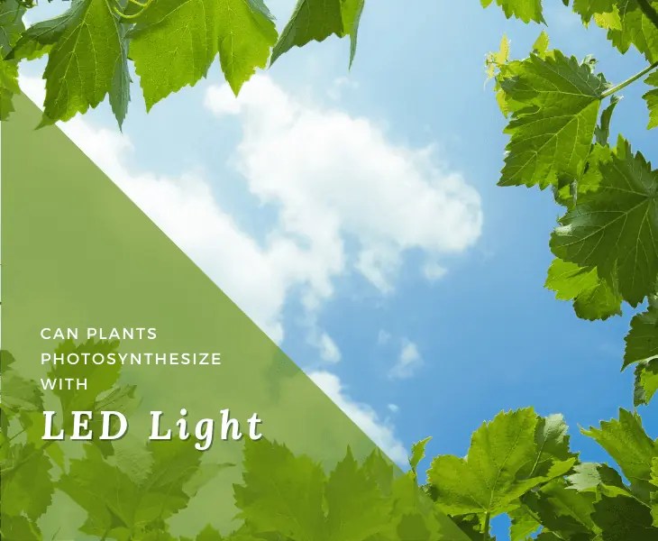 Can Plants Photosynthesize with LED Light or Not? (Facts)