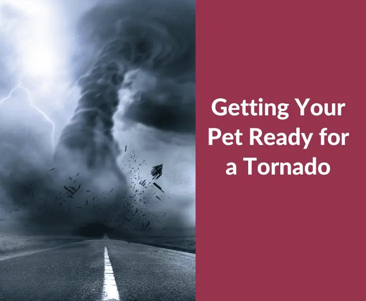 Can Dogs Sense Tornadoes or Not? (Let's Find Out!)