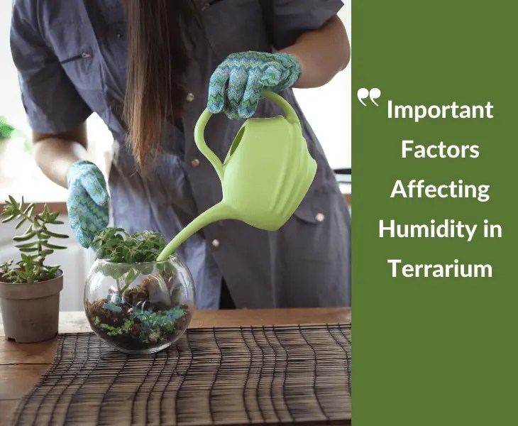 How to Decrease Humidity in Terrarium? (Best Ways!)
