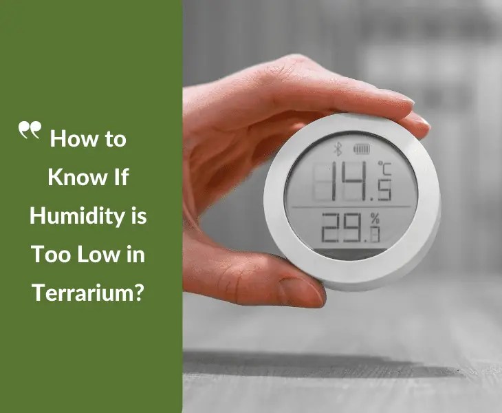 How to Decrease Humidity in Terrarium? (Best Ways!)