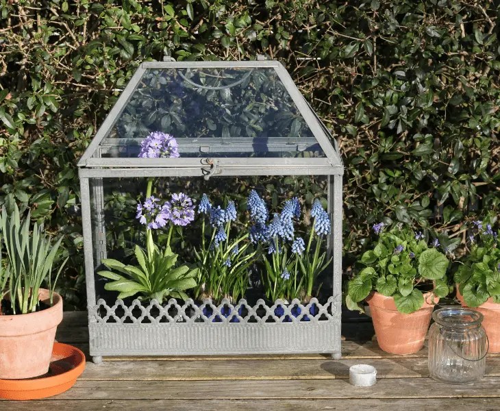 How to Decrease Humidity in Terrarium? (Best Ways!)