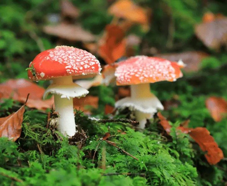 Are Mushrooms Autotrophic or Heterotrophic Organisms?