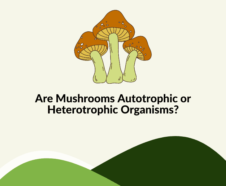 Are Mushrooms Autotrophic or Heterotrophic Organisms?